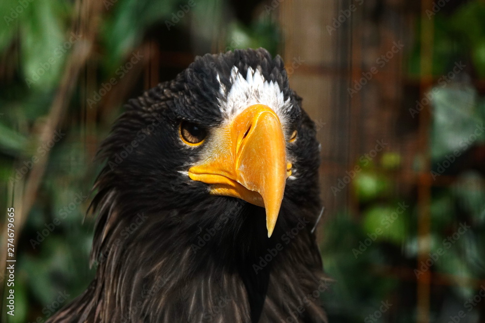 Fototapeta premium Adler Portrait