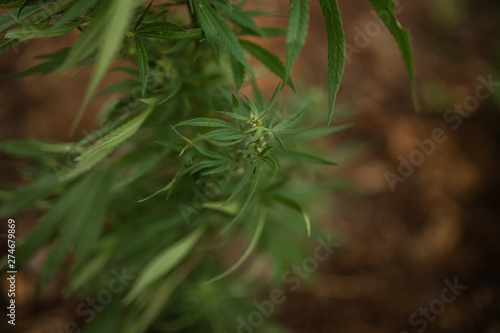 Bush Flowering herb hemp with seeds and flowers sun glint background. Concept breeding of marijuana  cannabis  legalization