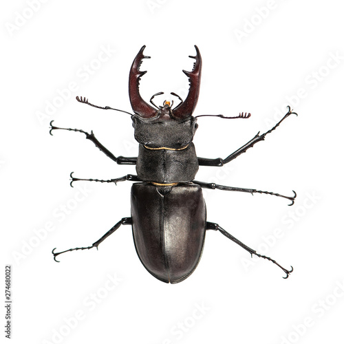 Stag beetle, Lucanus cervus, isolated on white. Closeup, Top view