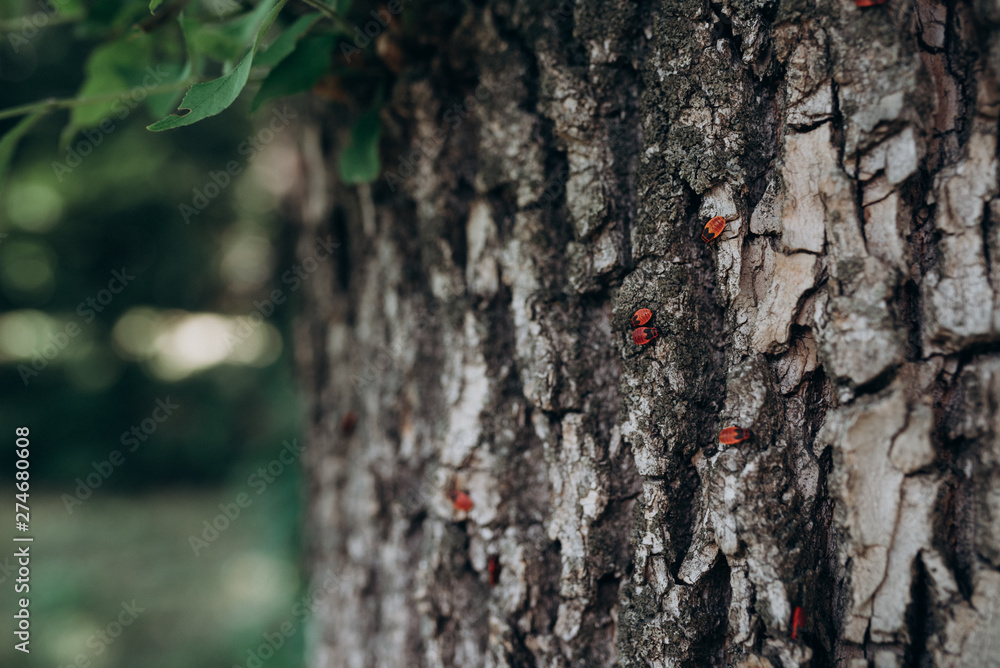 red beetles with black dots run on the bark of a tree red beetles with black dots run on the bark of a tree