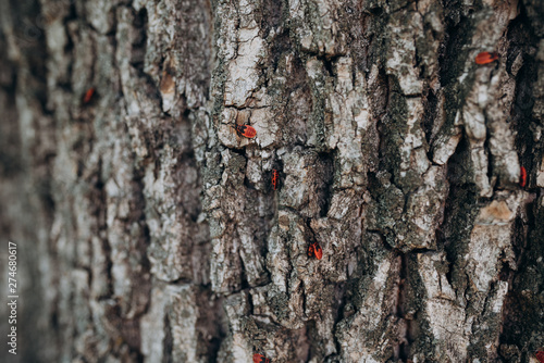 red beetles with black dots run on the bark of a tree