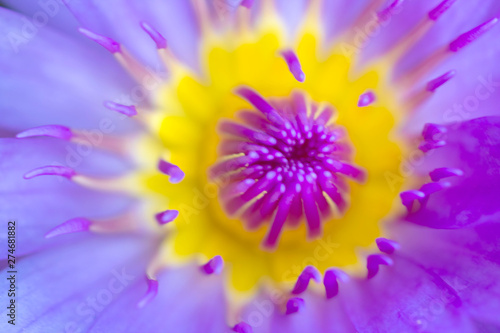 Close up shot of purple lilies.