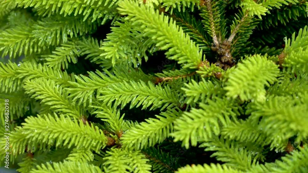 23103_The_green_spikes_of_the_plant_on_the_garden.mov 23103_The_green_spikes_of_the_plant_on_the_garden.mov