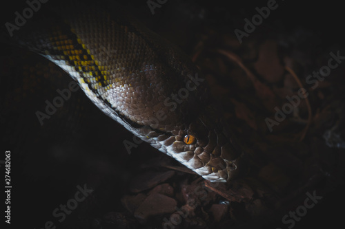 Olhar de serpente escura prigosa