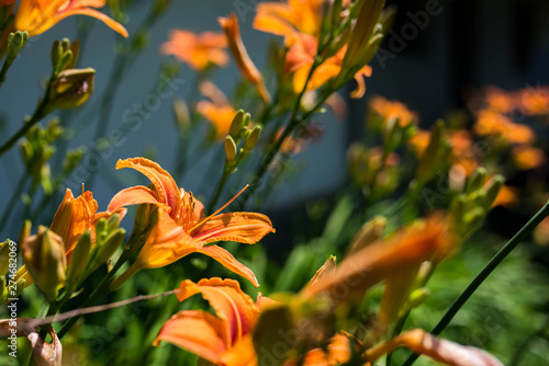 Orange lilys   Lilium Bulbiferum  trying to reach the sun in front of a residentual house.