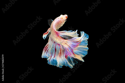 The moving moment beautiful of red and white siamese betta fish or fancy betta splendens fighting fish in thailand on black background. Thailand called Pla-kad or half moon biting fish.