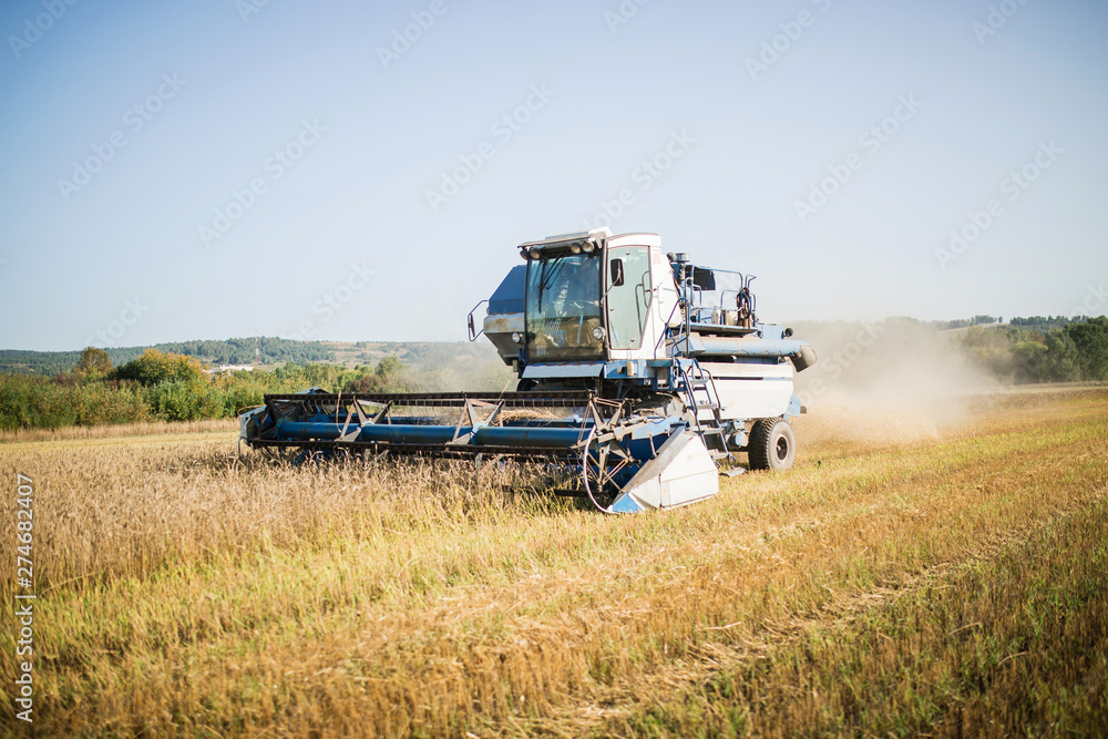 Fototapeta premium combine harvester, wheat cutting, summer landscape of endless fields under a blue sky with clouds. bright autumn day. harvest time