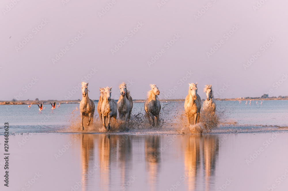 Horse running under sunset in camargue - obrazy, fototapety, plakaty 