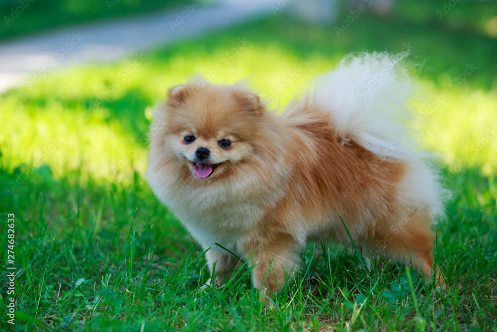 The dog breed pomeranian spitz