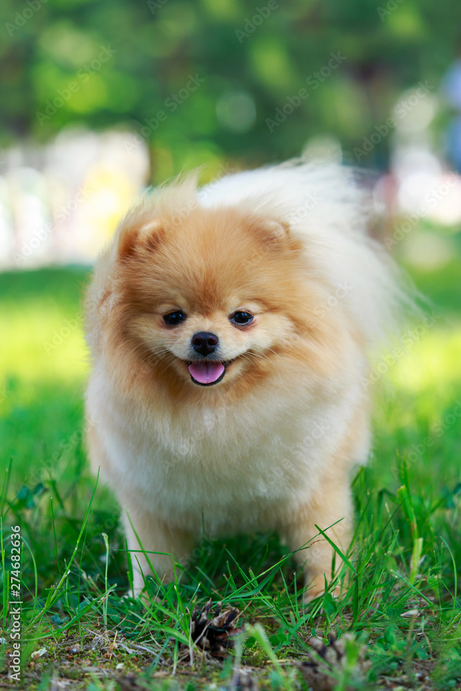 The dog breed pomeranian spitz