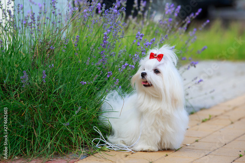 Cute maltese dog