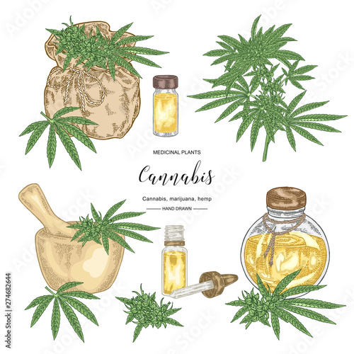 Cannabis sativa or cannabis indica plant. Marijuana leaves and seeds set. Medical and cosmetic herbs. Botanical vector illustration.