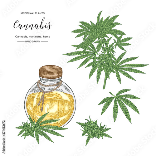 Cannabis sativa or cannabis indica plant. Marijuana leaves and seeds. Medical and cosmetic herbs. Botanical vector illustration.