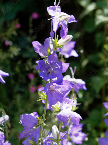 Peach-leaved bellflower 'Campanula persicifolia' photo