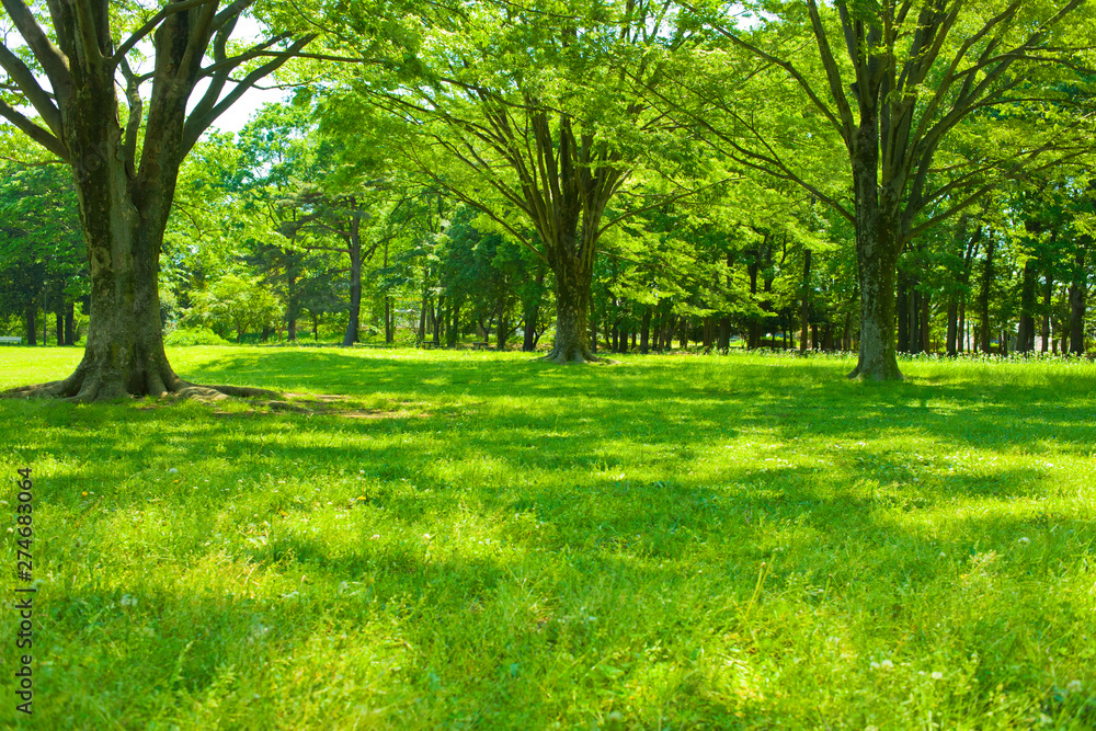 Fototapeta premium morning park
