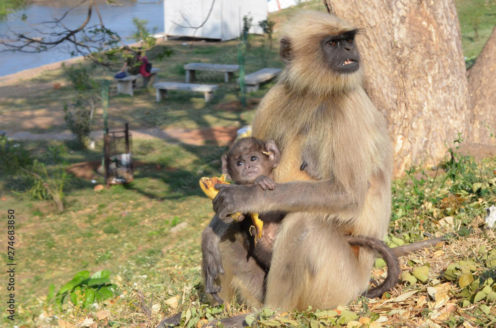 Monkey family sits on a hill and eats bananas