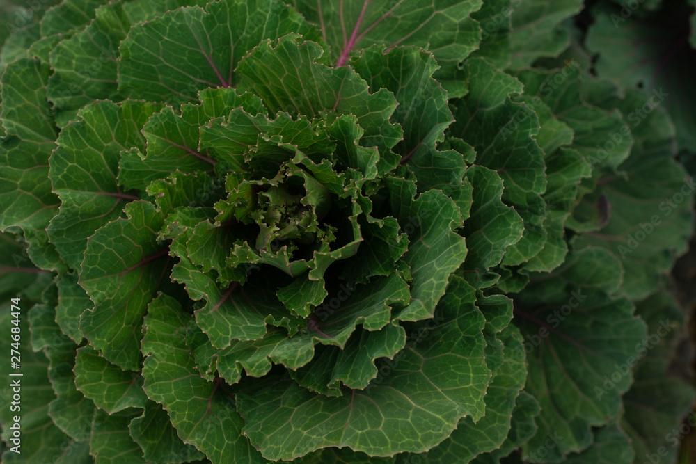 Soft focus of Big cabbage in the garden Soft focus of Big cabbage in the garden