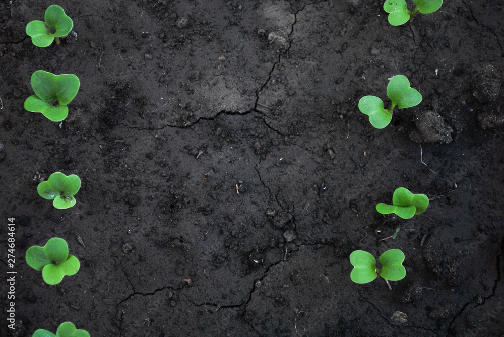 Radish sprouts growing from the ground, spring plant. Young garden radishes Radish sprouts growing from the ground, spring plant. Young garden radishes