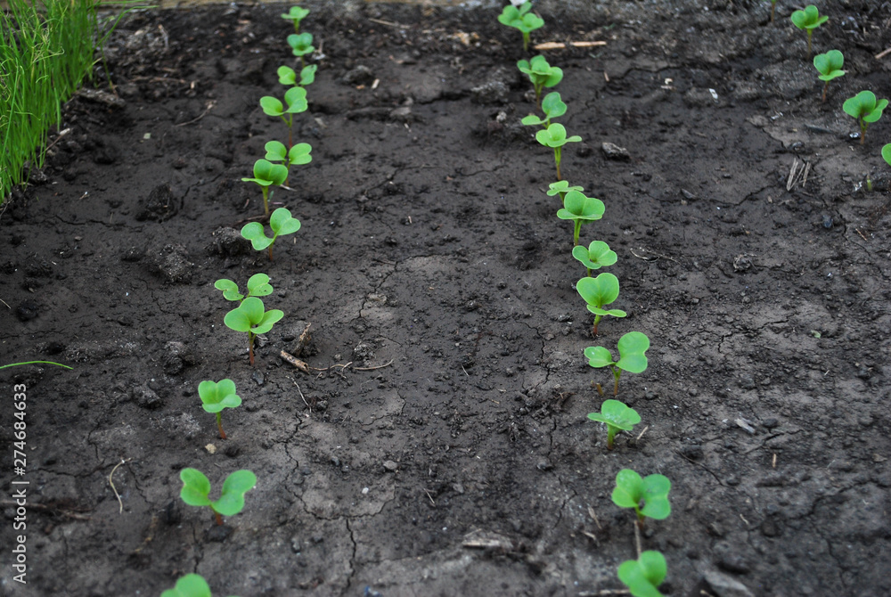 Radish sprouts growing from the ground, spring plant. Young garden radishes Radish sprouts growing from the ground, spring plant. Young garden radishes