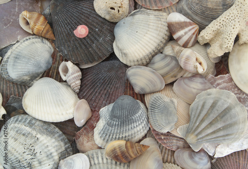 Seashells background, many different sea shells mixed