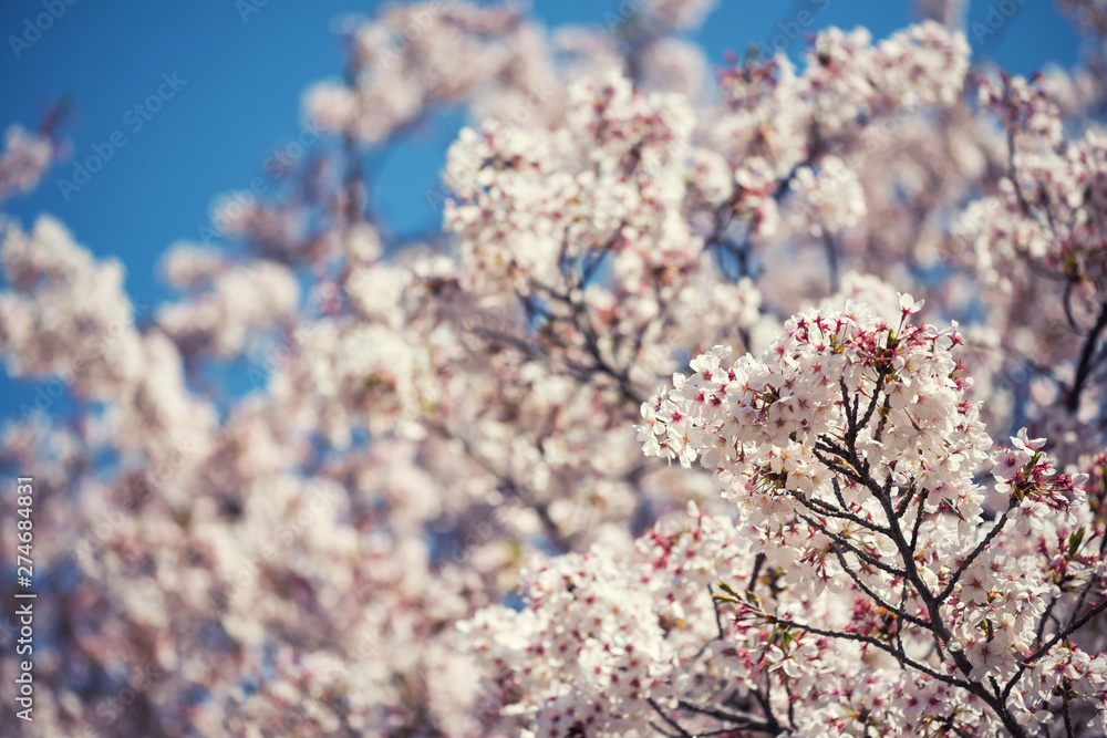 Cherry blossom or sakura and blue sky
