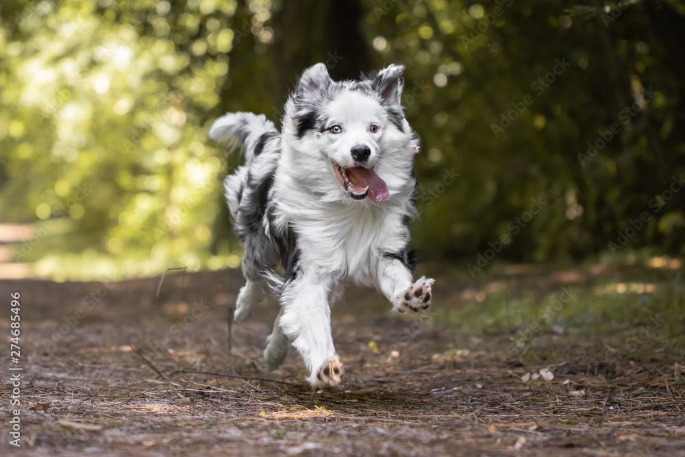dog training in forest, australian shepherd running, looking at camera