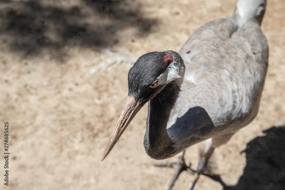 Obraz premium portrait of ciconiiformes in a zoo
