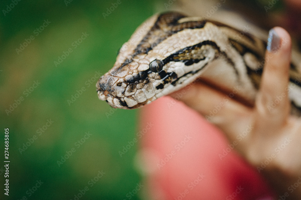 Obraz premium Pretty woman holds big snake, shallow dof, focus on snake head