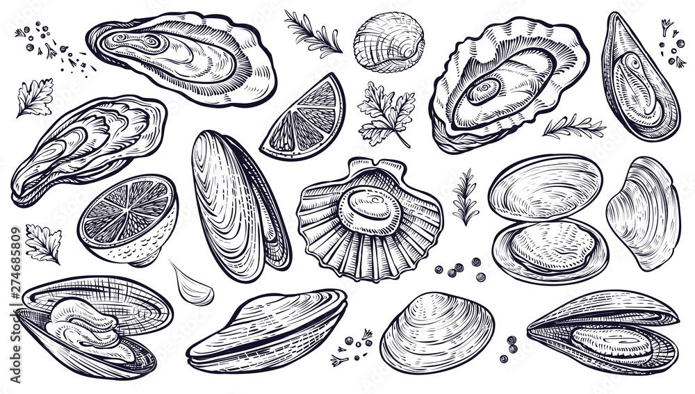 Shellfish seafood, vector hand drawn set. Oysters, mussels, scallop and other. Shellfish seafood, vector hand drawn set. Oysters, mussels, scallop and other.