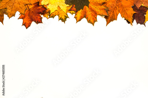 autumn leaves pattern on white  leaves framing  copy space  white centre  bright autumn colors