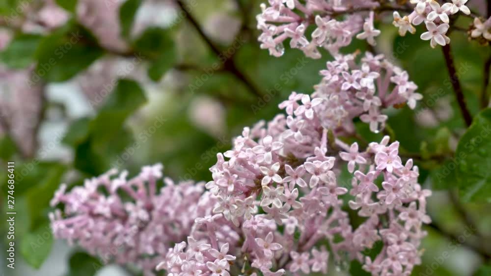 23108_Tiny_petals_of_the_purple_flowers_in_the_garden.mov 23108_Tiny_petals_of_the_purple_flowers_in_the_garden.mov
