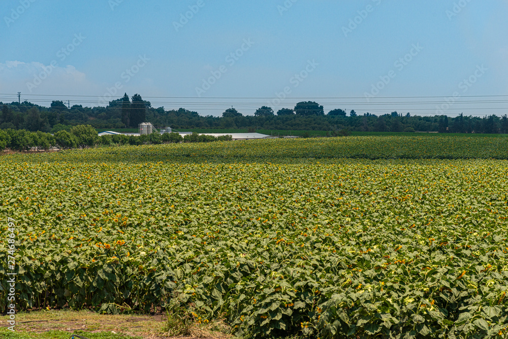 Fully loaded sunflowers in field