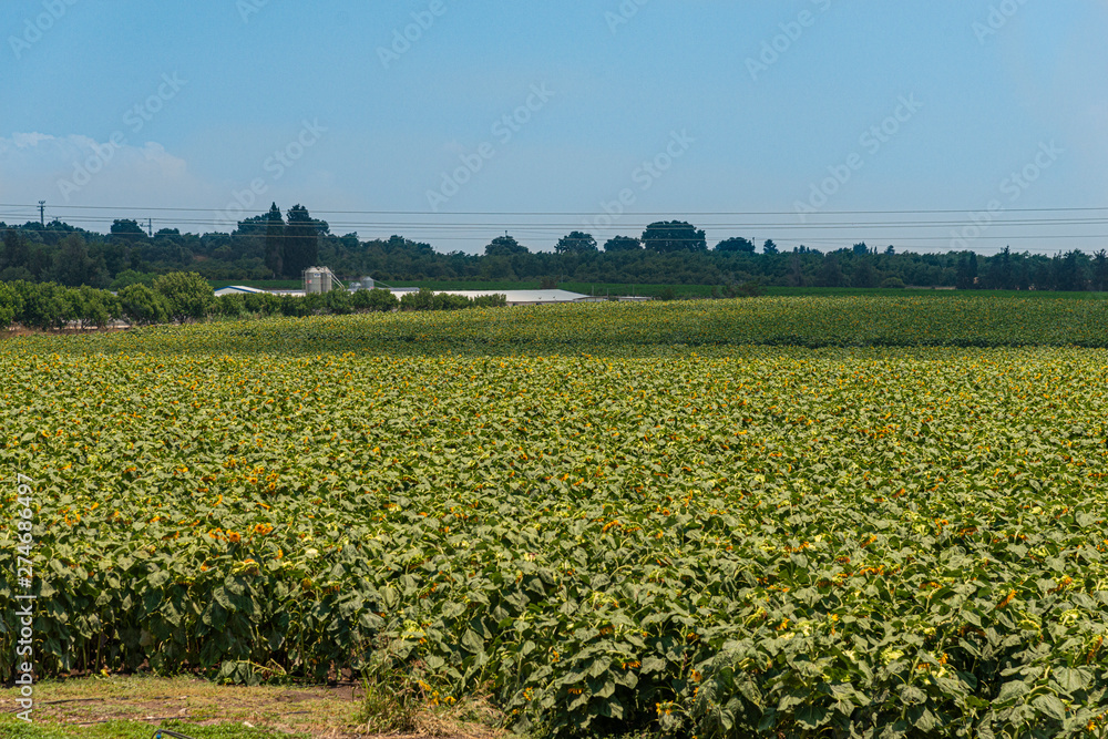Fully loaded sunflowers in field Fully loaded sunflowers in field