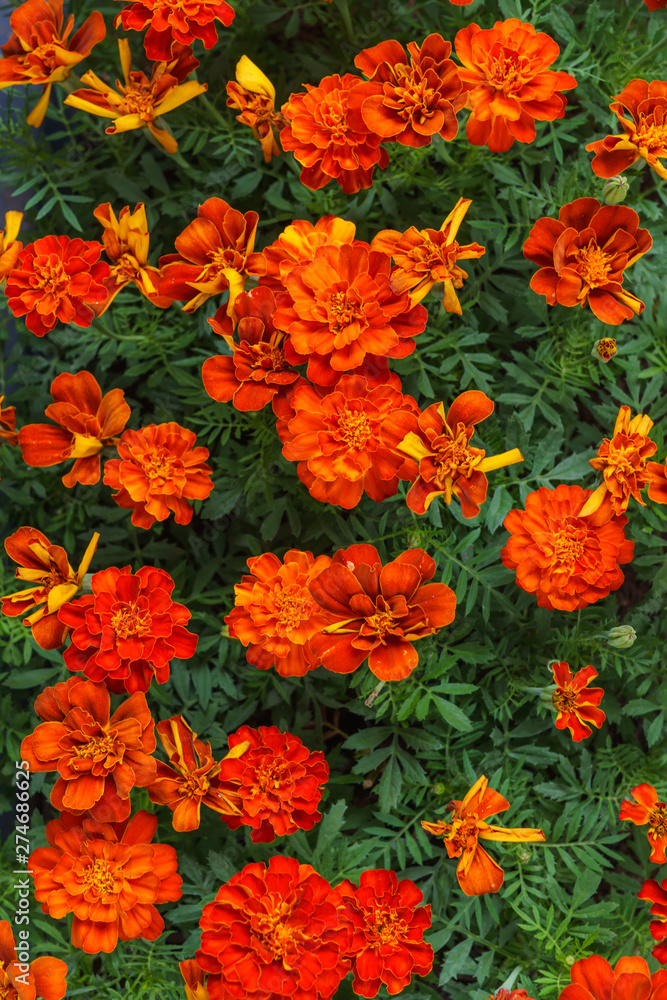 Flower seedlings in pots at the farmers market.Red-orange marigolds.