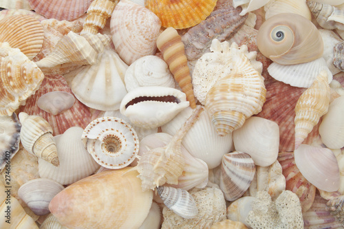 Colorful tropical sea shells background