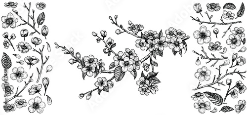 Blooming cherry branch, vector illustration and big set of design elements: flowers, leaves, petals, buds.