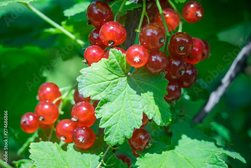 branch of red currant with green leaves close up photo