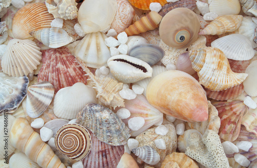 Seashell collection, seashells piled together