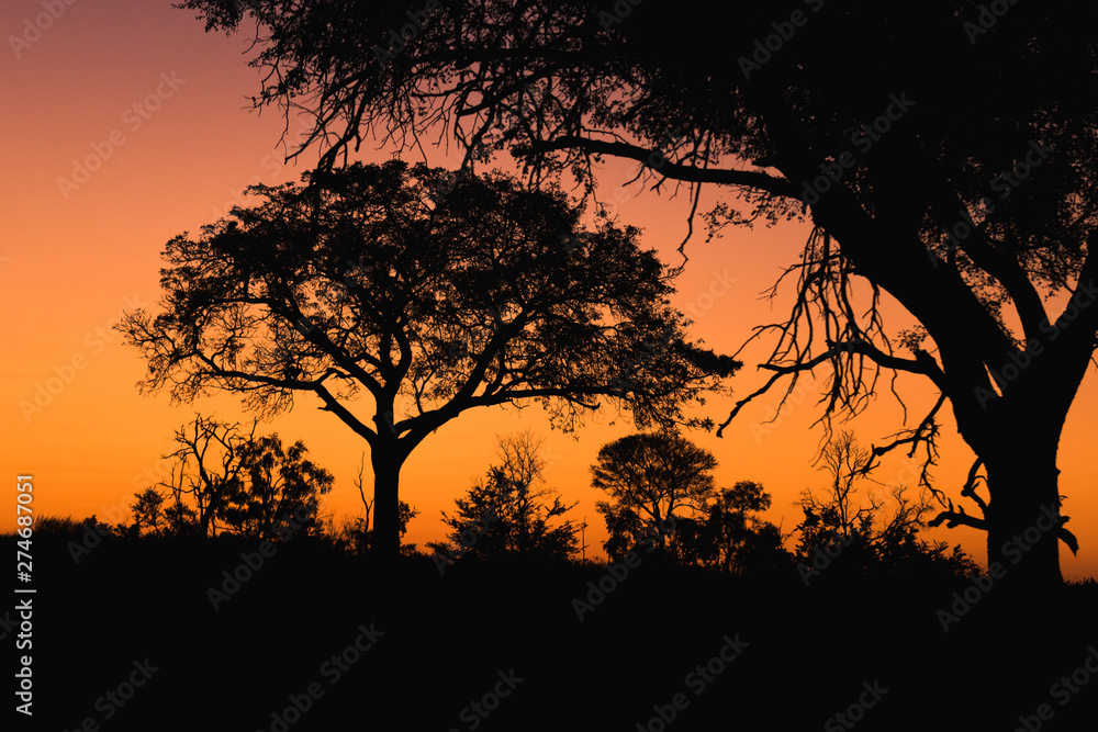 Sunset in South Africa, tree silhouettes