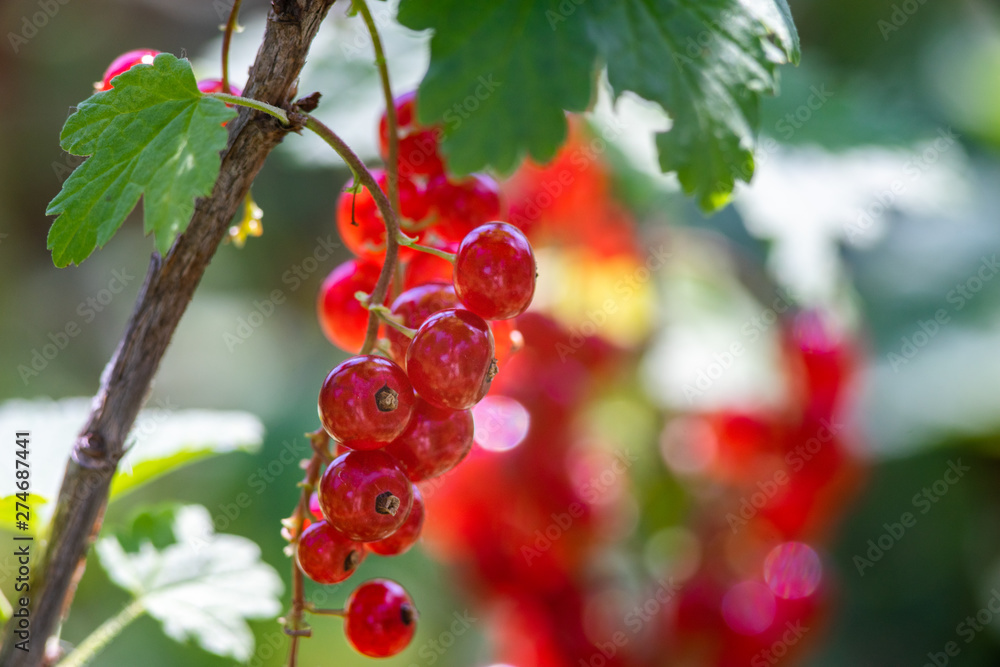 branch of red currant with green leaves close up