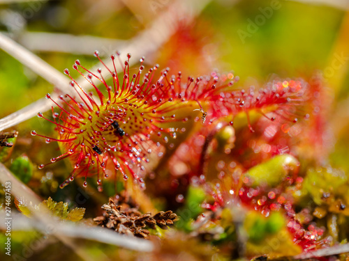 Rundblättriger Sonnentau (Drosera rotundifolia) photo