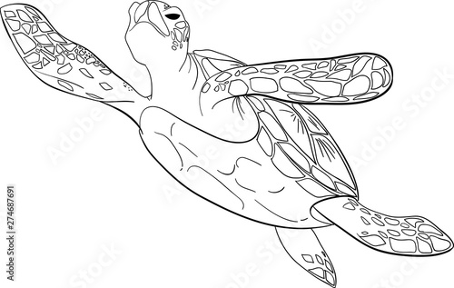 Contour sea turtle isolated background