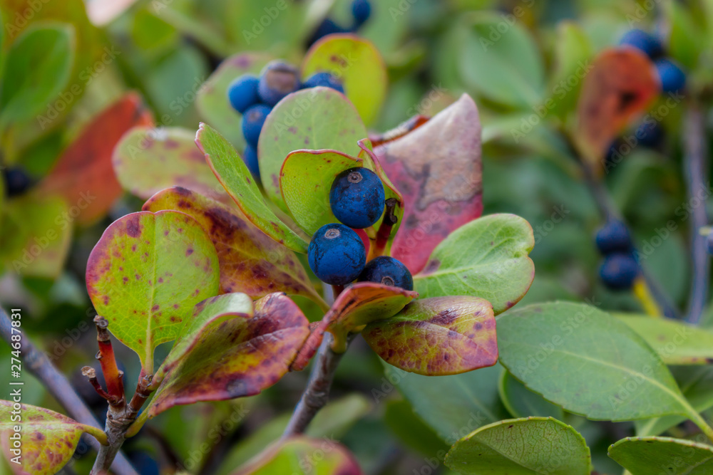 Ripe blueberry cluster on a blueberry bush Ripe blueberry cluster on a blueberry bush