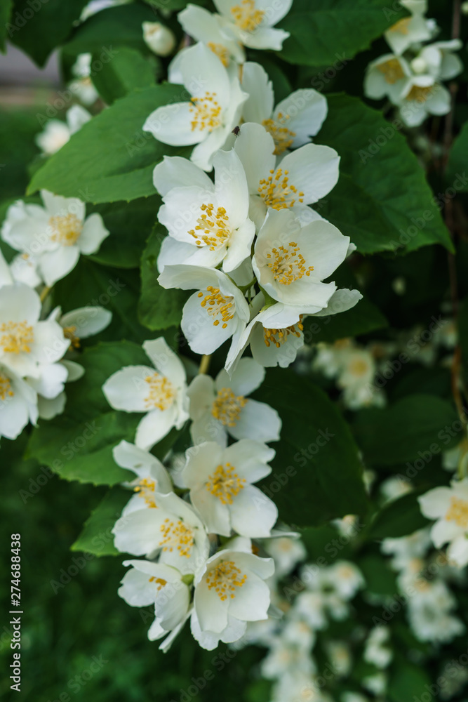 Jasmine bush sprinkled with white flowers in the garden . Jasmine bush sprinkled with white flowers in the garden .