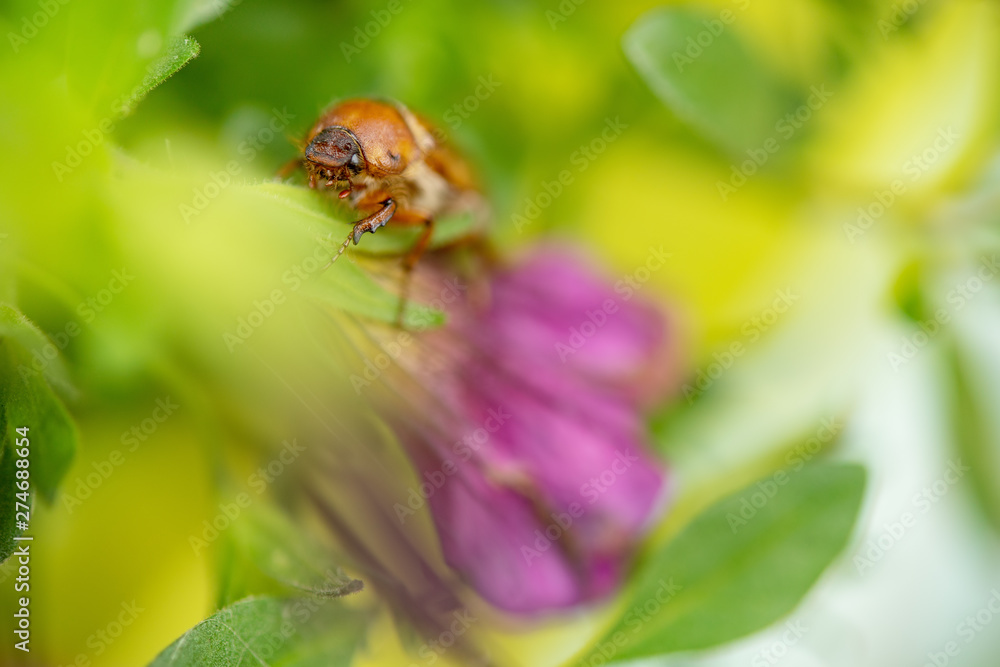 Summer chafer in green leaves. European june beetle on flower. Summer chafer in green leaves. European june beetle on flower.