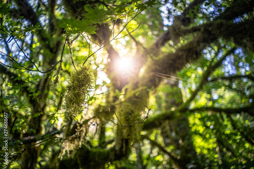 Sonne scheint durch Baum mit Moos bewachsen © Oskar