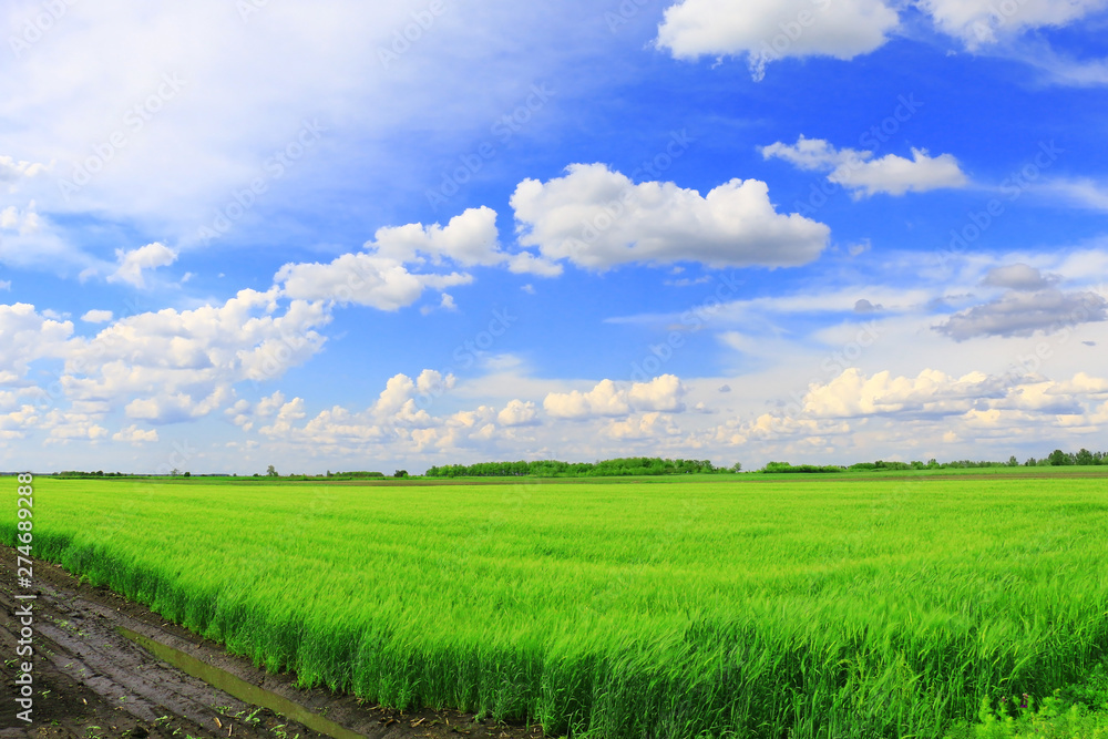 Wheat field against a blue sky Wheat field against a blue sky