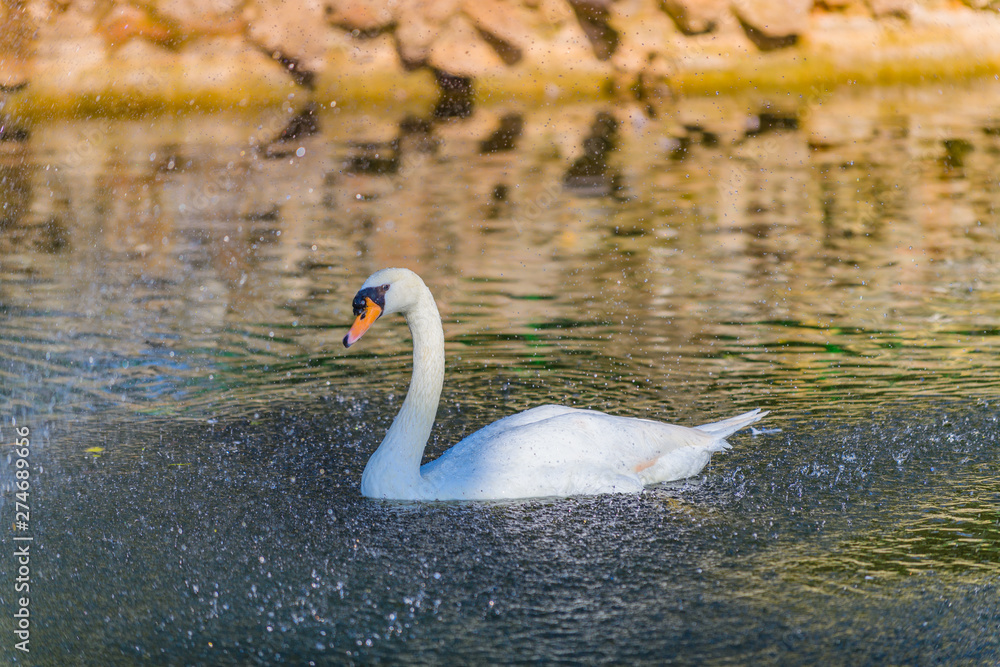 Obraz premium Beautiful white swan on a pond in the park of Maria Louise. Seville. Andalusia. Spain