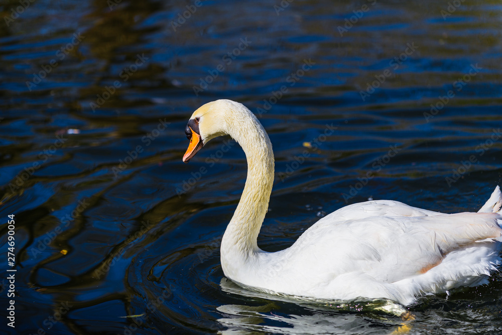 Beautiful white swan on a pond in the park of Maria Louise. Seville. Andalusia. Spain Beautiful white swan on a pond in the park of Maria Louise. Seville. Andalusia. Spain