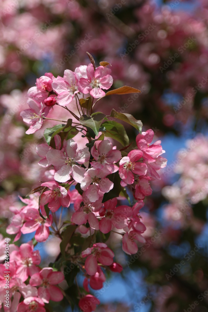 pink flowers in garden pink flowers in garden